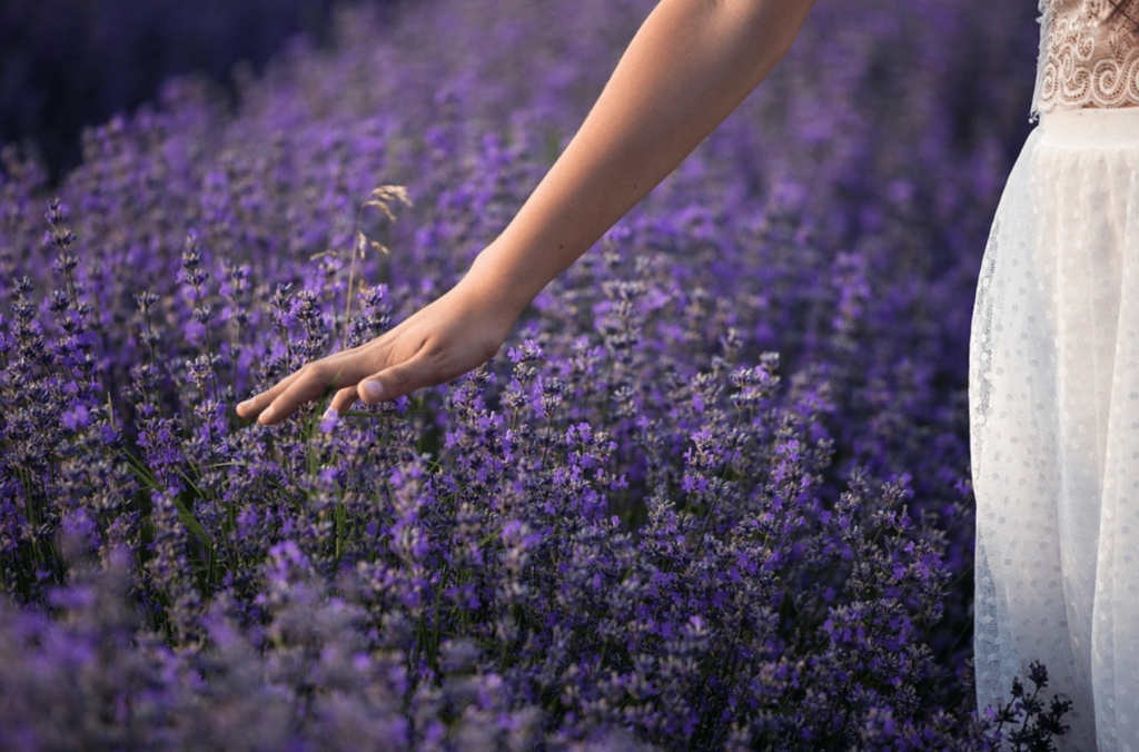 A hand in a white lace dress gently brushes against blooming purple lavender flowers in a romantic garden setting at golden hour