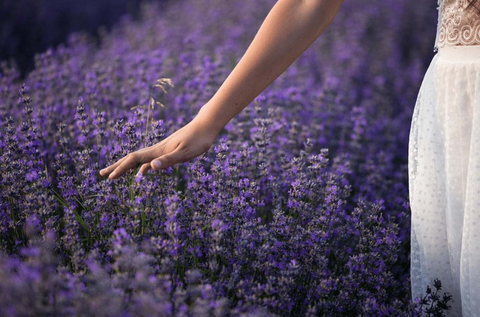 A hand in a white lace dress gently brushes against blooming purple lavender flowers in a romantic garden setting at golden hour