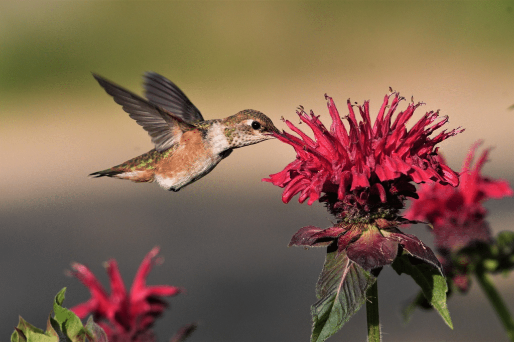 Hummingbird feeding on a vibrant hot pink Monarda flower in full bloom