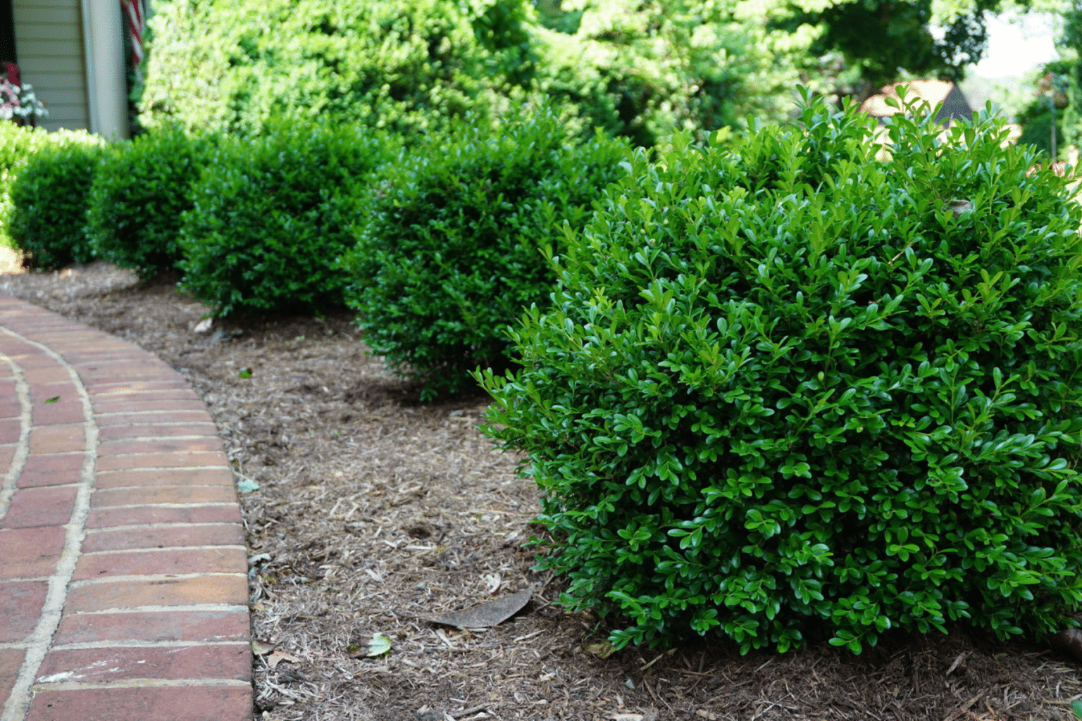 NewGen Independence Boxwood with lush green foliage, resistant to boxwood blight.