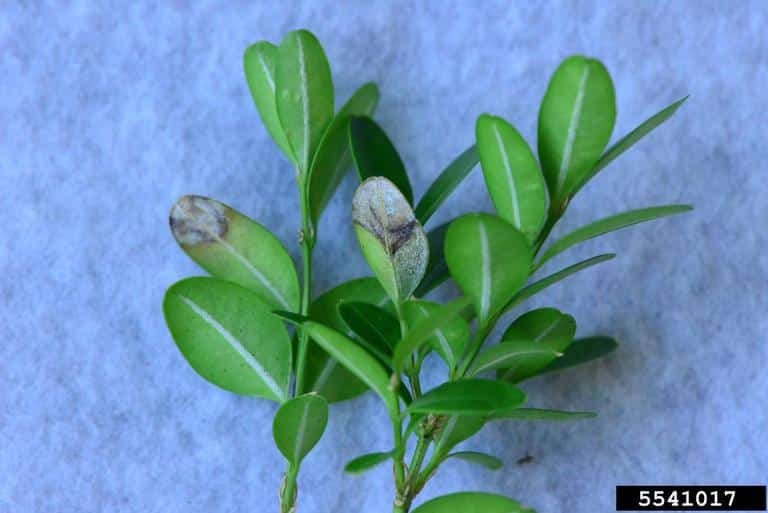 Closeup of boxwood foliage showing brown circular leaf spots caused by boxwood blight.