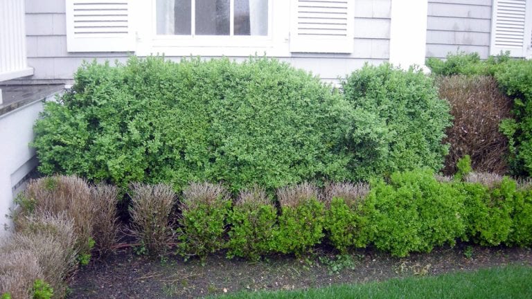 Hedge of boxwood with dead stems caused by boxwood blight.