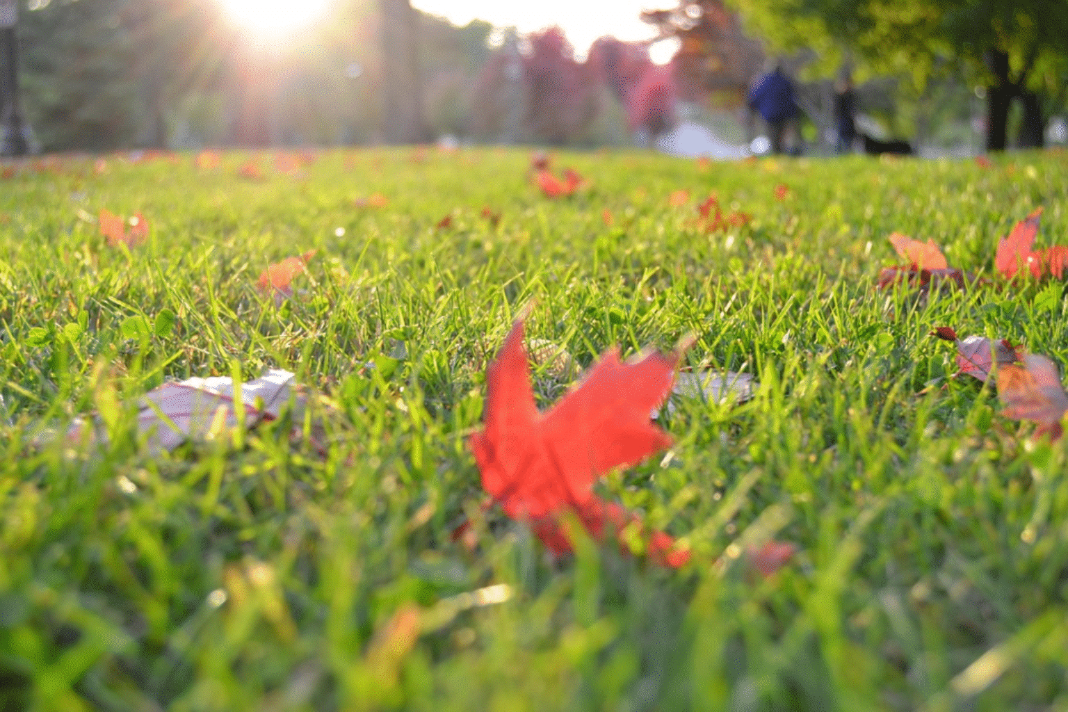 Lush green lawn with red fall leaves in St. Louis showcasing best grass seed types