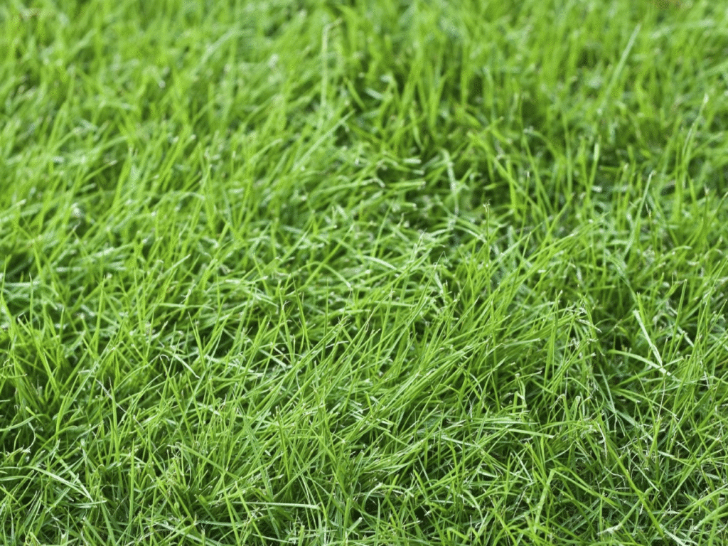 Close-up of fine fescue grass with narrow green blades in a St. Louis lawn