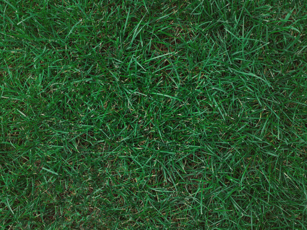 Close-up of Kentucky bluegrass with short, narrow dark green blades in St. Louis