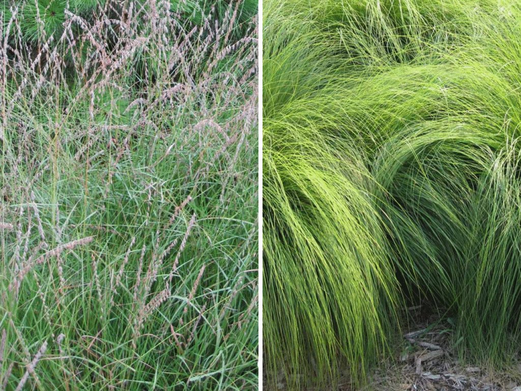 Collage showing native edge-zone grasses for rain gardens: Sideoats Grama and Prairie Dropseed.