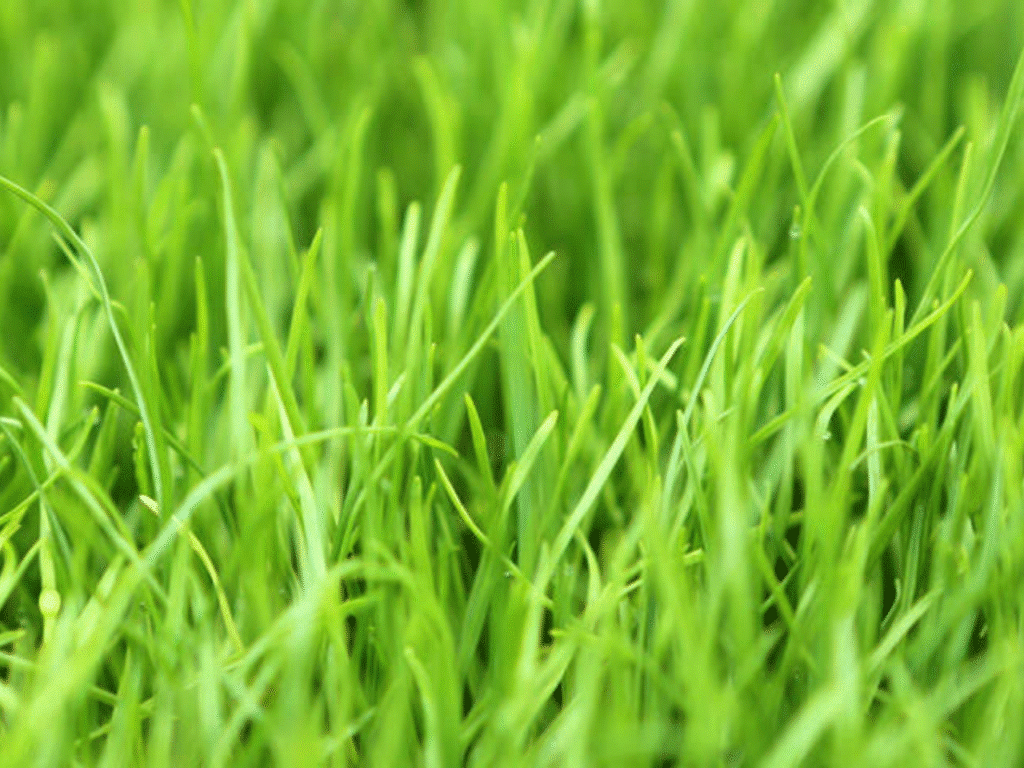 Close-up of perennial ryegrass with lighter green blades in a St. Louis lawn