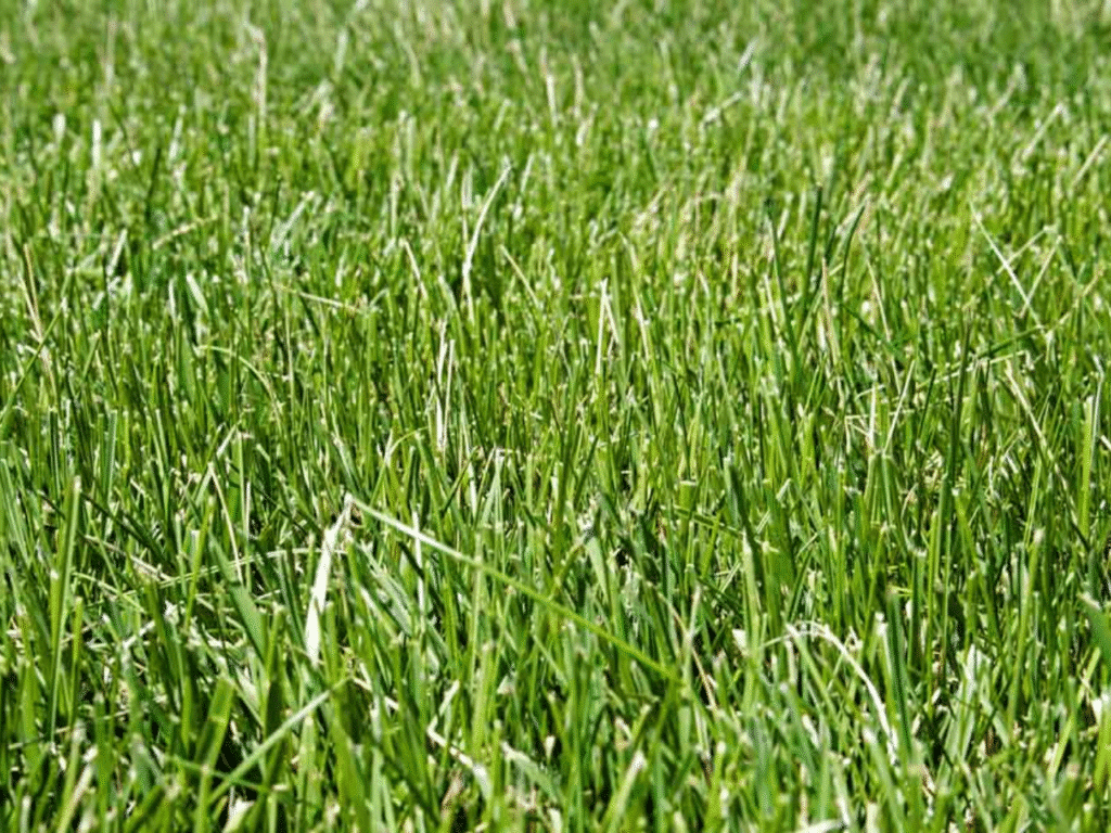 Close-up of turf-type tall fescue with medium green blades in a St. Louis lawn