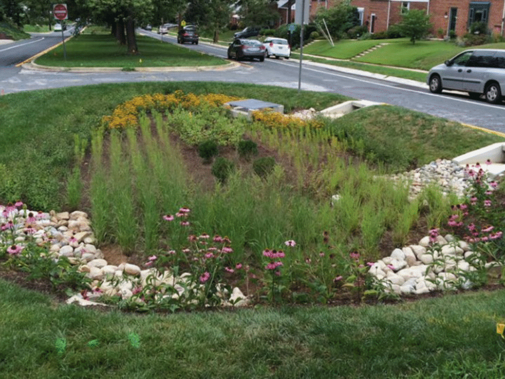 Bioretention basin in a road median planted with coneflower and black-eyed Susan, with cobblestones around storm drains.