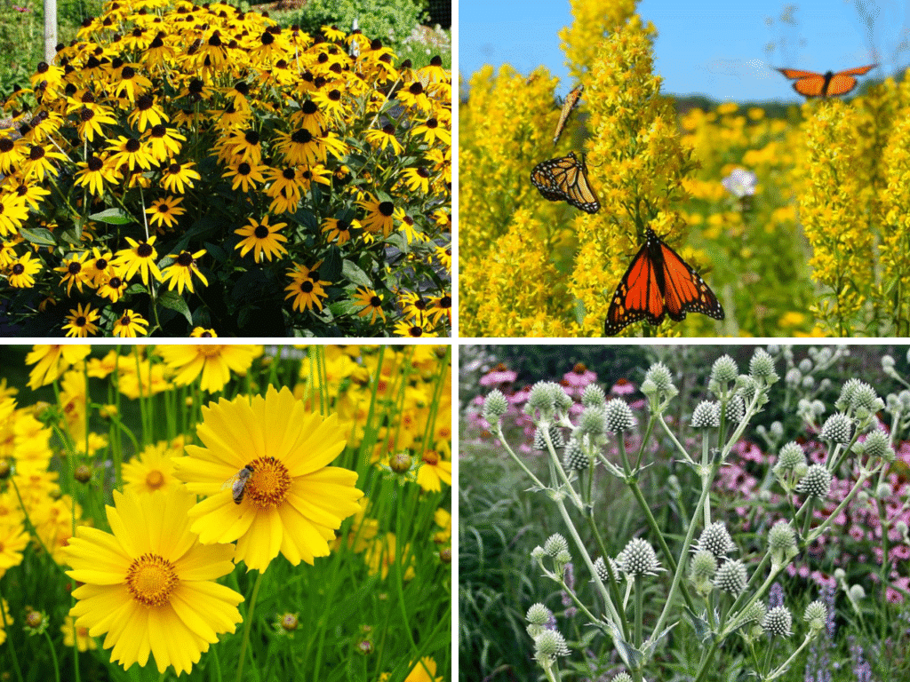 Collage of drought-tolerant natives for rain garden edges: Orange Coneflower, Showy Goldenrod, Lanceleaf Coreopsis, and Rattlesnake Master.