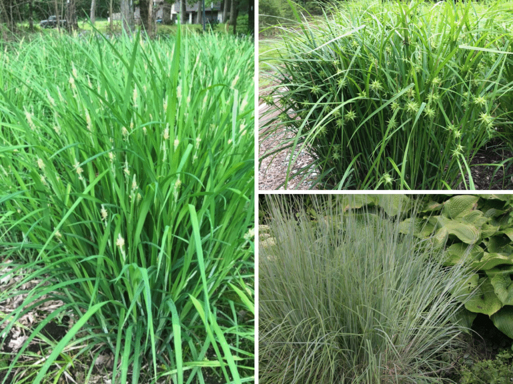 Collage of native rain garden plants: Bur Sedge, Short’s Sedge, and Little Bluestem—grasses and sedges for wet to dry zones.