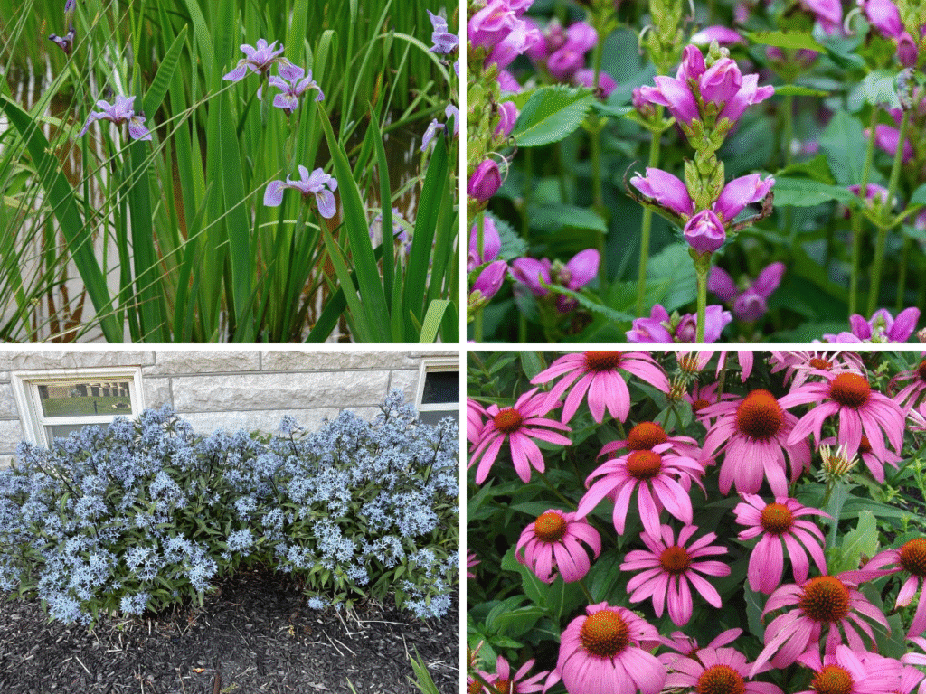 Collage of native flowering perennials for rain gardens: Southern Blueflag Iris, Rose Turtlehead, Shining Bluestar, and Purple Coneflower.