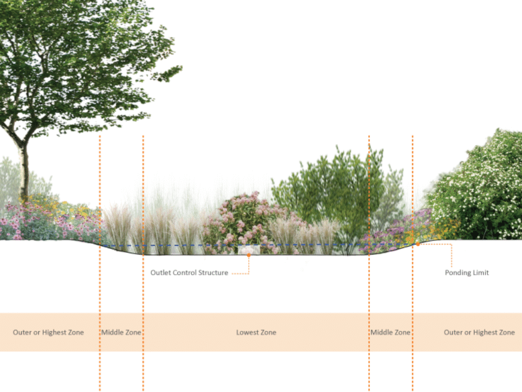 Watercolor-style side-view diagram of a rain garden showing plant zones by moisture tolerance: wettest in the center, driest at the outer edge