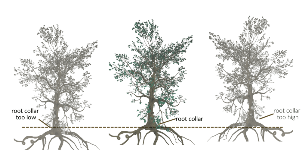 Three trees showing proper and improper planting depth to avoid struggling plants.