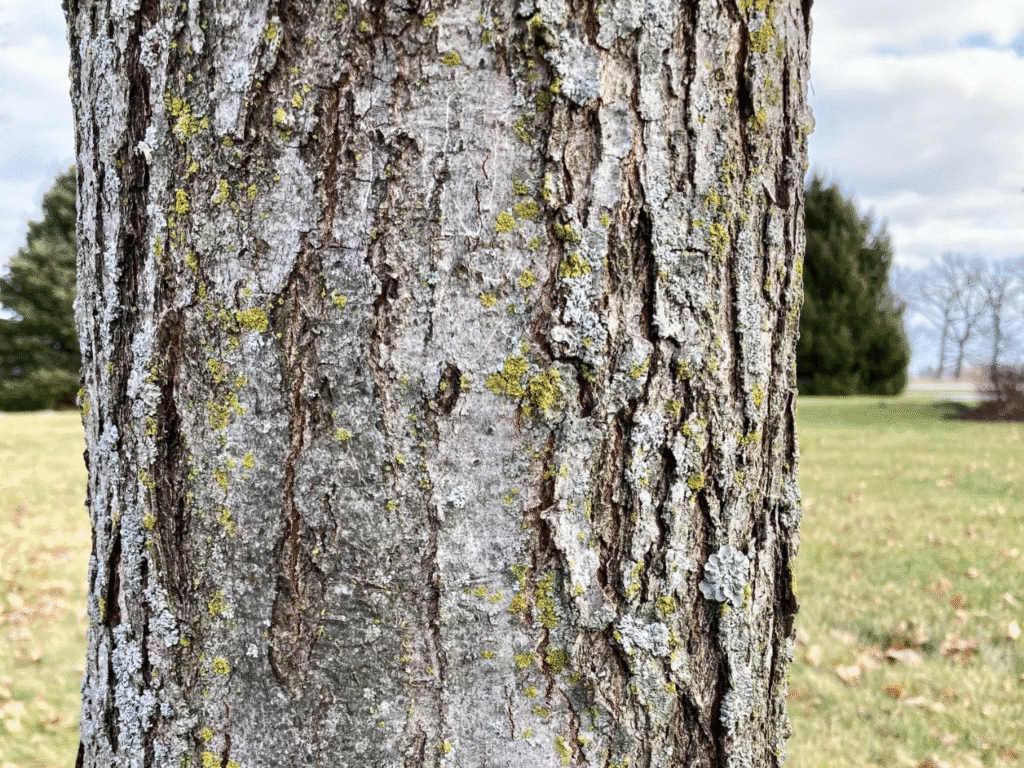 Close-up of tree trunk with sunscald damage and frost cracks in bark.