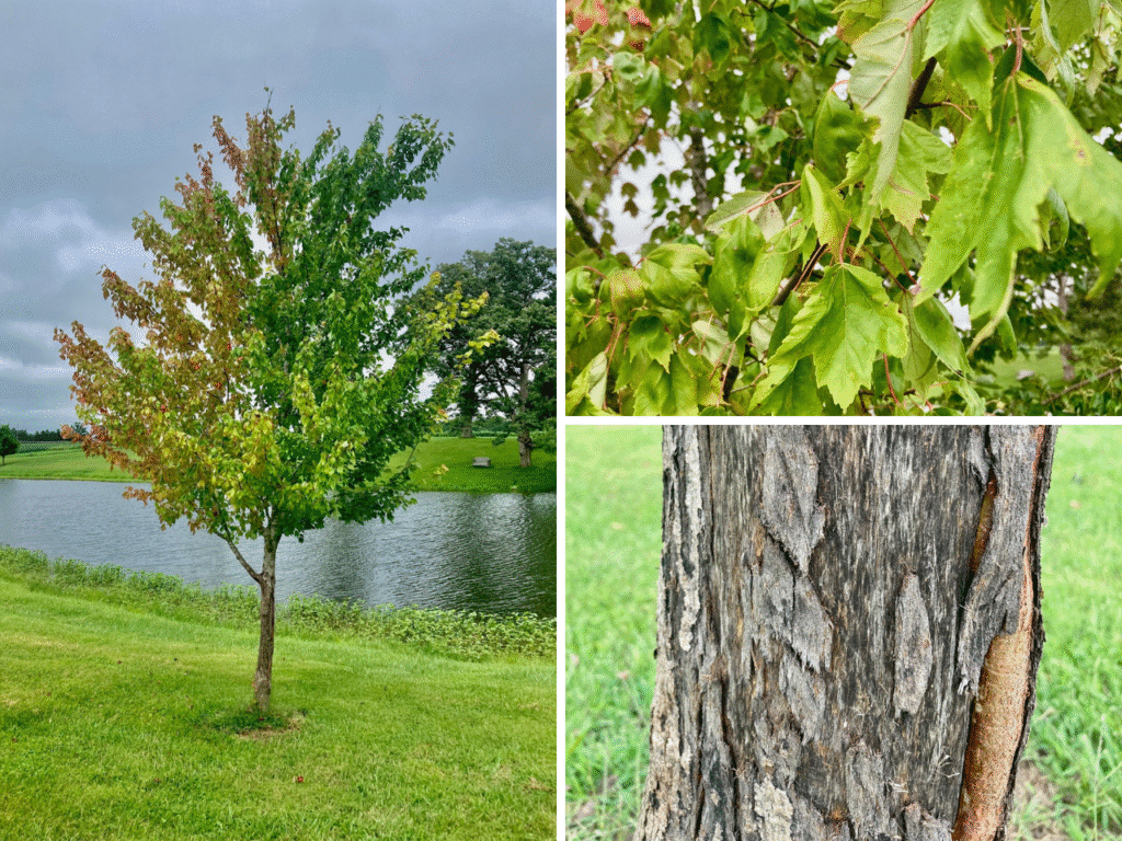 Collage showing tree damage from girdling, wilted leaves, and struggling plants.