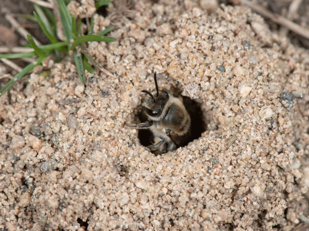 A polyester bee digs a nest in bare soil, showing ground-nesting habitat in a leave-the-leaves winter garden.