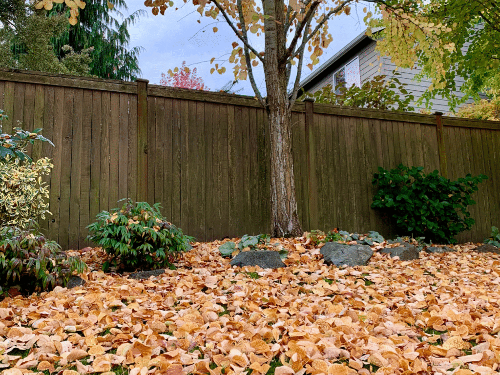 Golden brown leaves cover a Missouri yard and trees, showing how to leave the leaves for winter garden habitat.