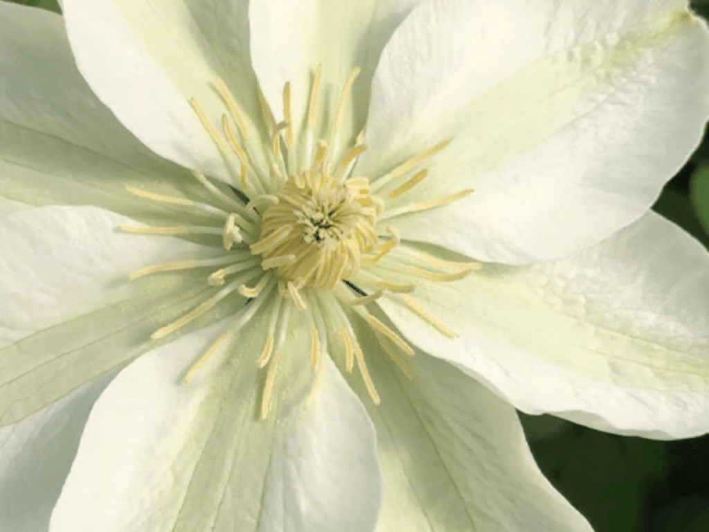 Closeup of white Guernsey Flute clematis flower, a nodding bell-shaped clematis vine bloom