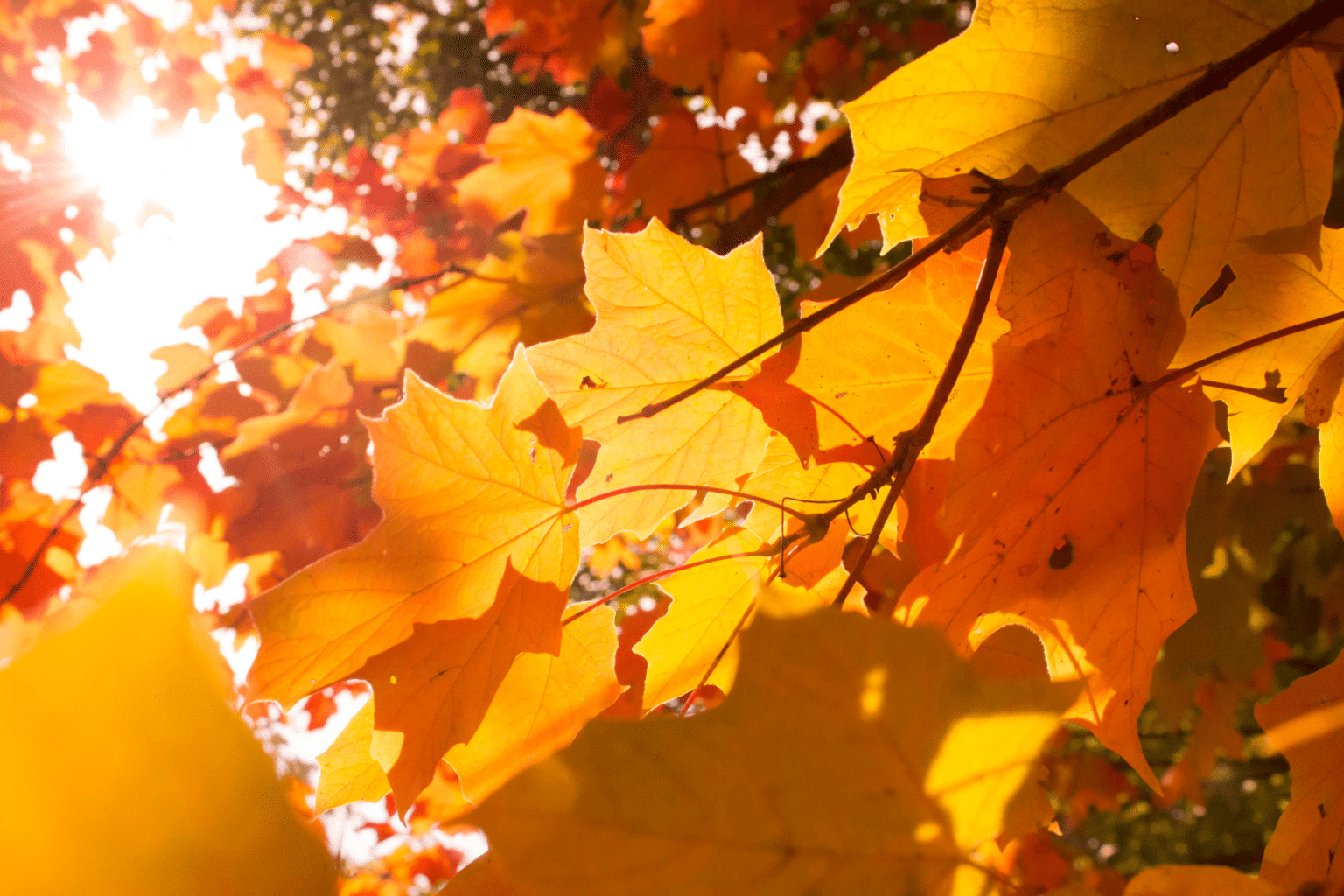 Sunlight shining through golden-orange maple leaves in autumn.