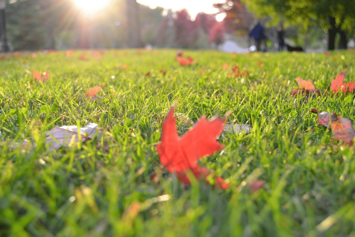 Lush green lawn with red fall leaves in St. Louis showcasing best grass seed types