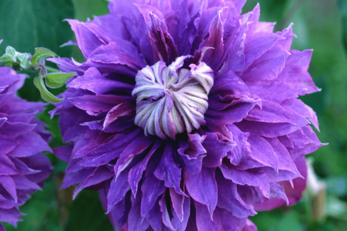Closeup of double-flowered purple Diamantina clematis pruning group 2 vine in bloom