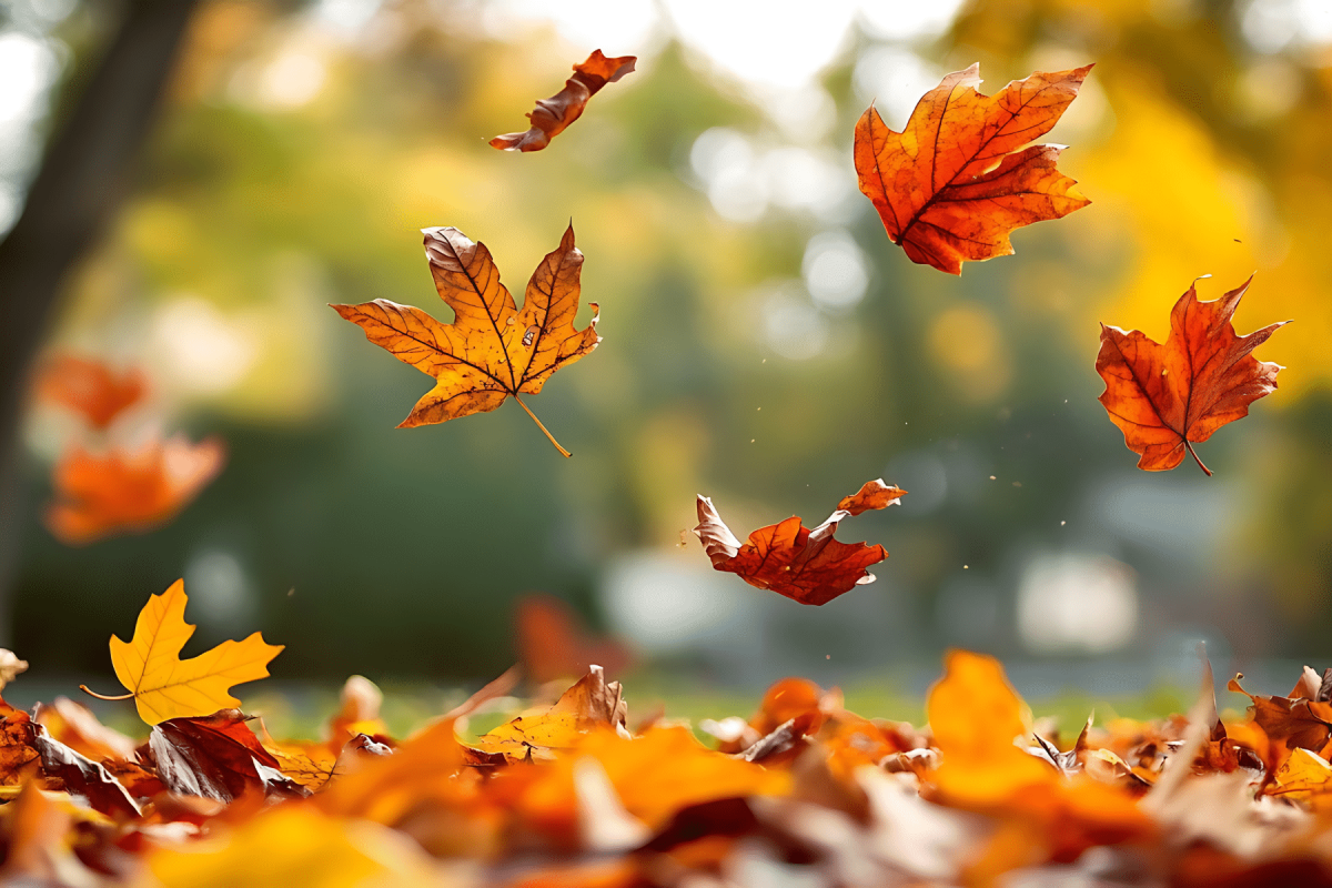 Golden brown leaves on the ground in a Missouri yard, showing how to leave the leaves for a pollinator-friendly garden.