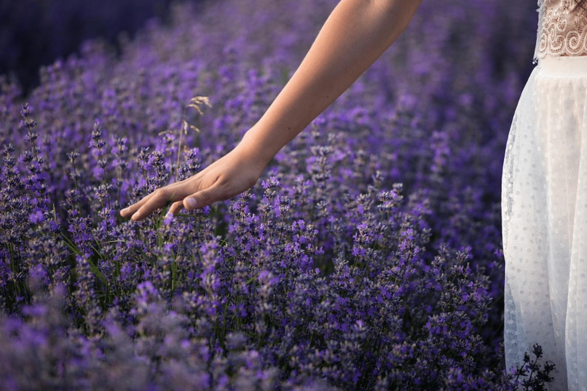 A hand in a white lace dress gently brushes against blooming purple lavender flowers in a romantic garden setting at golden hour