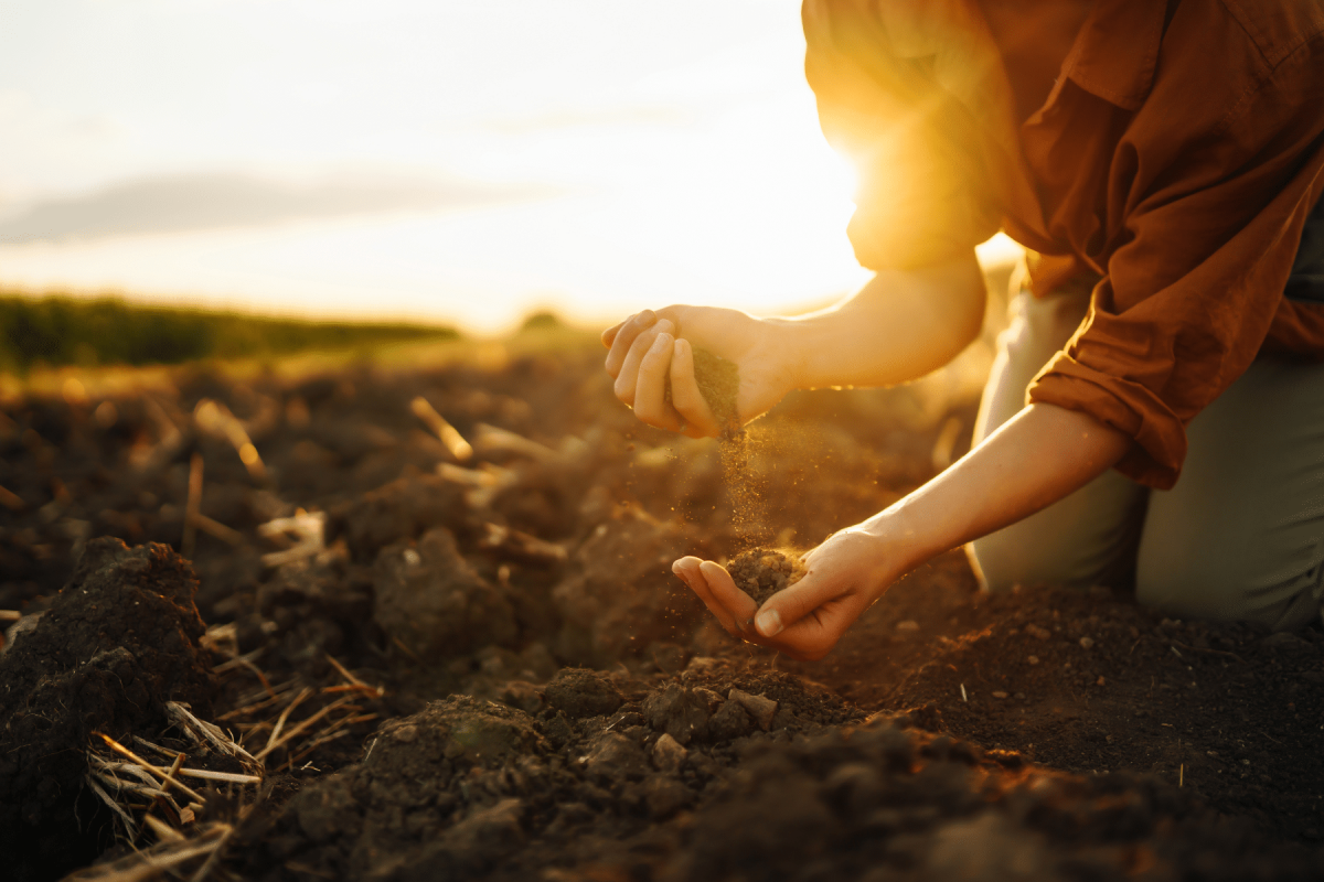 Struggling Plants and Soil Health Woman holding loose soil in hands at sunset, symbolizing struggling plants in Midwest gardens.
