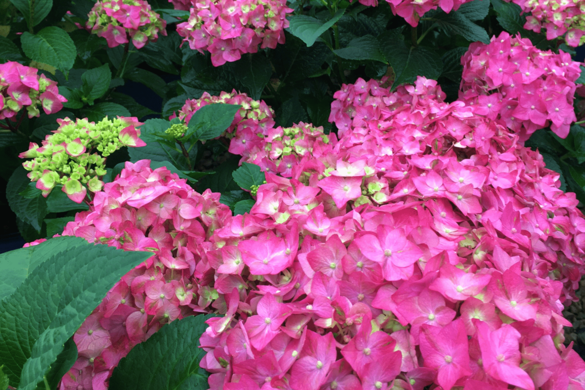 Summer Crush Hydrangea with bright pink flowers against dark green foliage