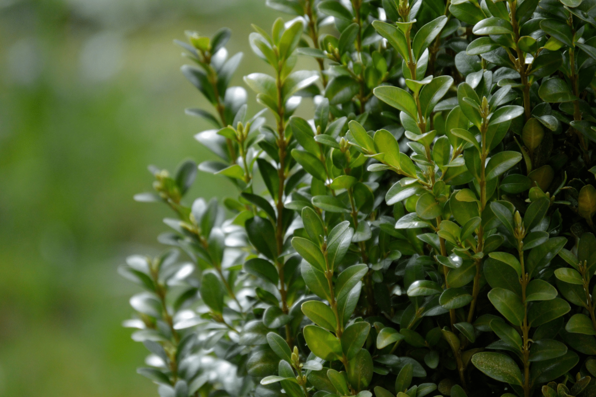 Close-up of a healthy boxwood shrub with green leaves and grass in the background on the left