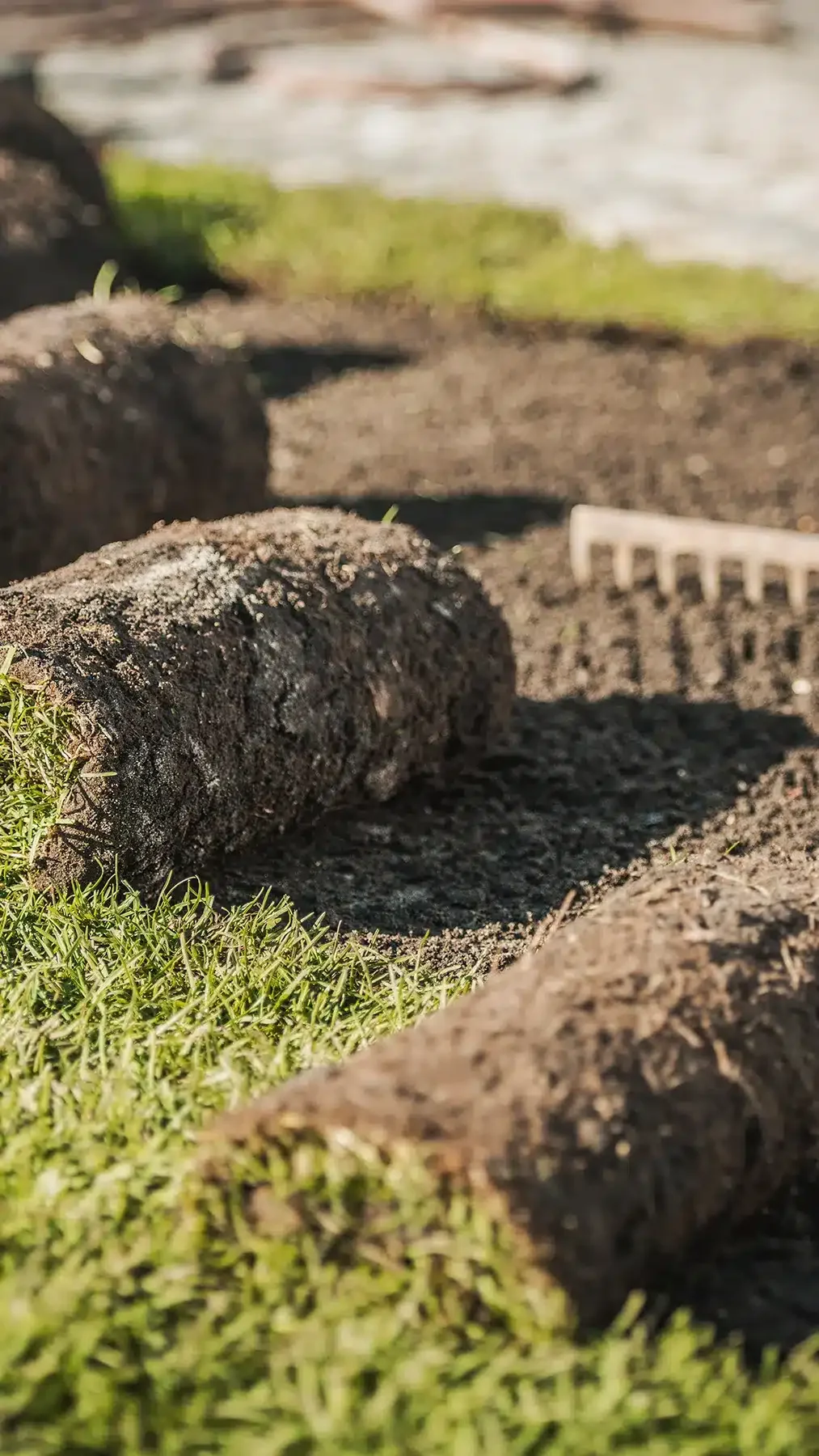 A close-up view of a rolled-up piece of sod being laid on a prepared soil bed. A garden rake is visible in the background, indicating ongoing lawn repair or installation work. The fresh, green grass contrasts with the dark soil, highlighting the process of establishing a new lawn.